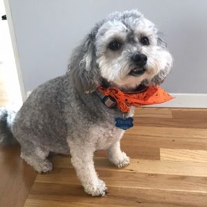 Meet your Posher, Cynthia